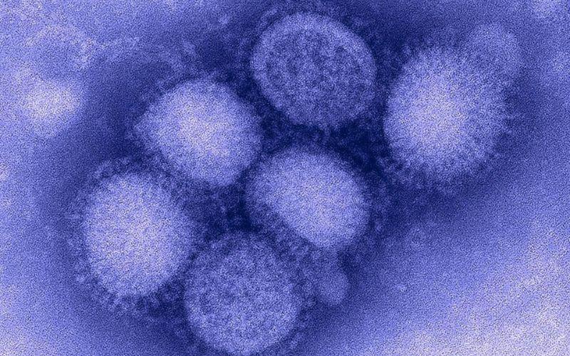 Tổ yến có khả năng chống virus cúm